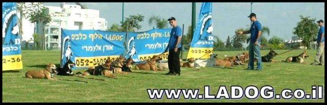 אילוף בשיטה הקלאסית- שילוב של כל שיטותה אילוף ביחד-LADOG- ניתן לראת בקורס בחברת LADOG אימון בגירויים ותקשורת גבוהה לכיוון הבעלים אילוף כלבים קבוצתי