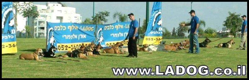 אילוף כלבים מקצועי- LADOG