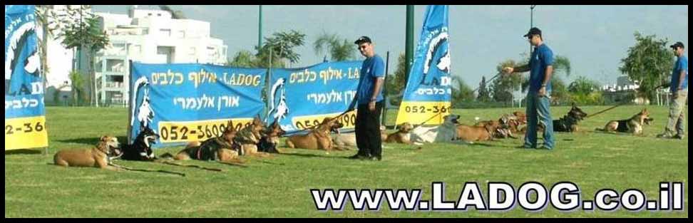 ladog- אילוף כלבים מקצועי למשמעת,אילוף גורים ובוגרים