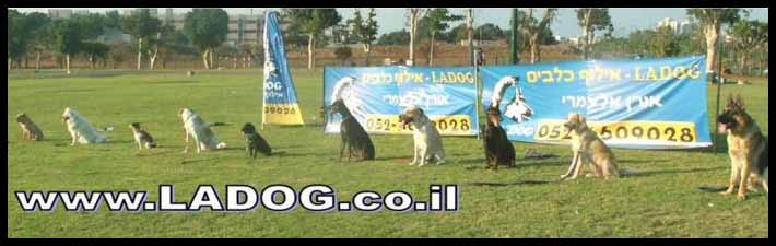 קורס אילוף כלבים למשמעת מול גירויים- LADOG
