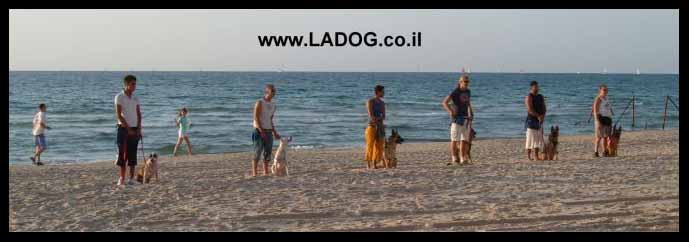 מאלפי הכלבים של LADOG משלבים במסגרת קןרס אילוף כלבים סטנדרטי גם תרגול בחוף הים