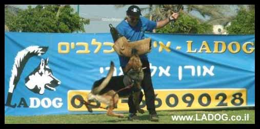 מאלף הכלבים אולג בתערוכת אילוף