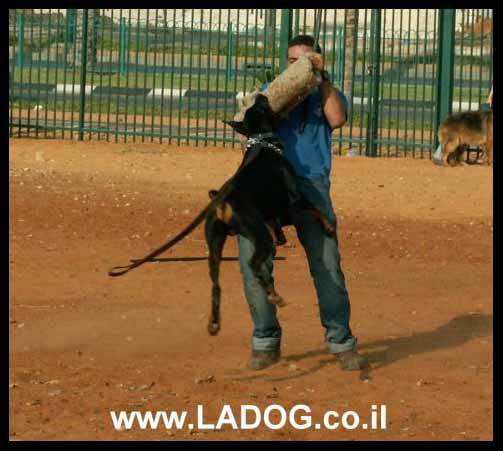 עידן -מאלף כלבים מצוות מאלפי ladog בתרגיל הגנה עם דוברמן