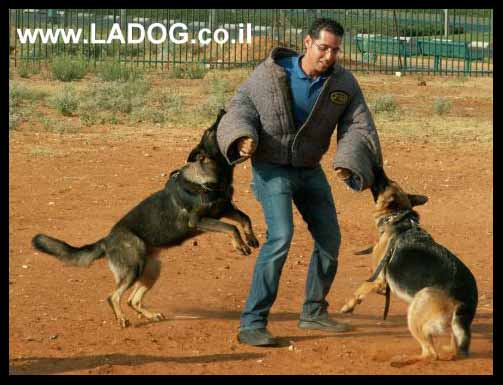 אורן אלעמרי מאלף ומנהל LADOG בתרגיל הגנה עם שני כלבי רועה גרמני