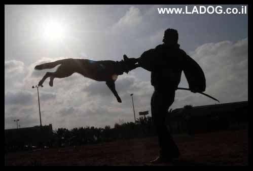 ladog- אילוף כלבים להגנה ברמות הגבוהות ביותר אספקת כלבי שמירה,