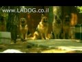 כלבים בפרסומת מ - LADOG