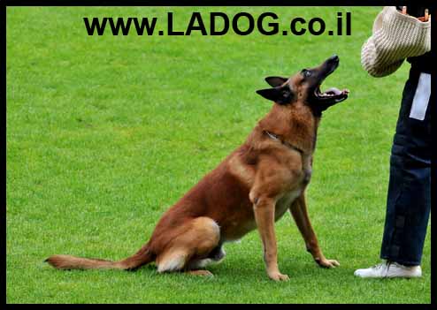 זכר מלינואה בוגר בתרגיל הגנה - LADOG - אילוף מקצועי לכלבי רועה בלגי מלינואה