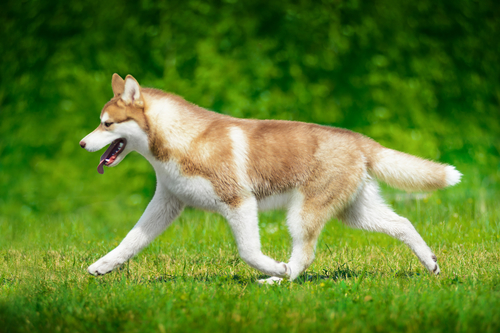 Siberian husky