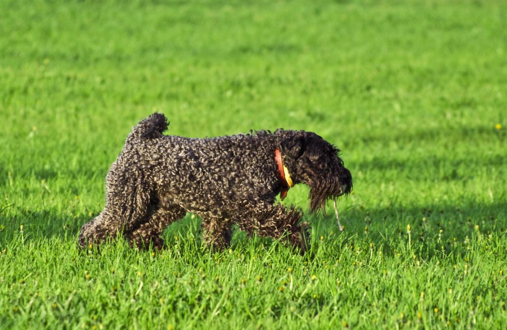 Kerry blue terrier