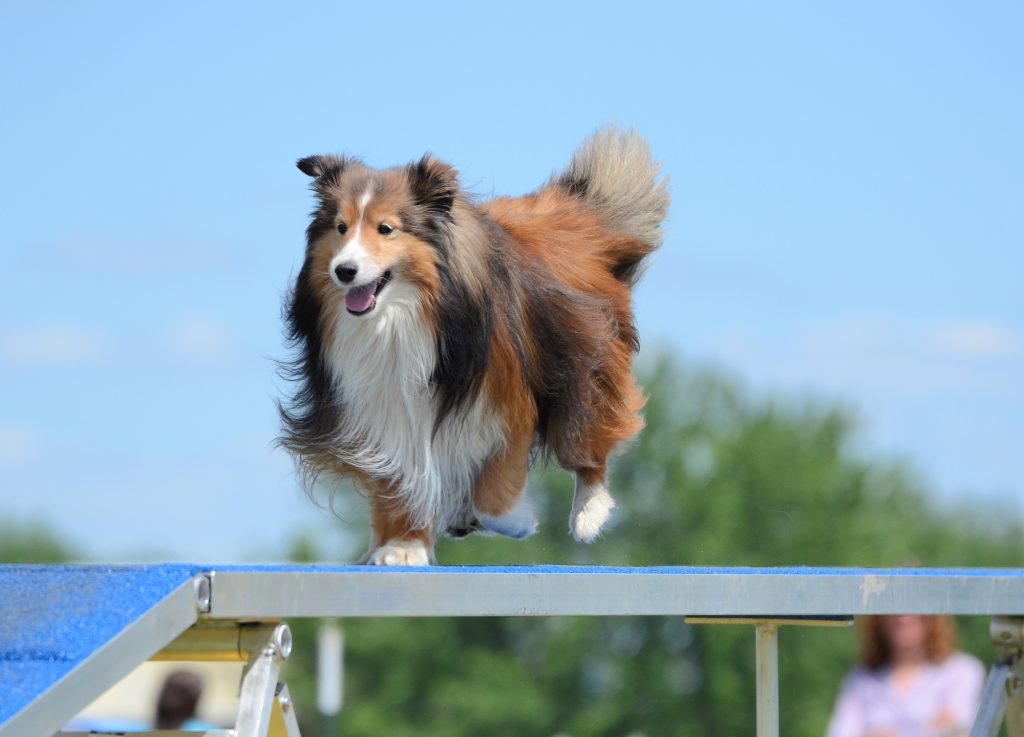 Tricolor Shetland Sheepdog (Sheltie) Running on a Dog Walk at an Agility Trial