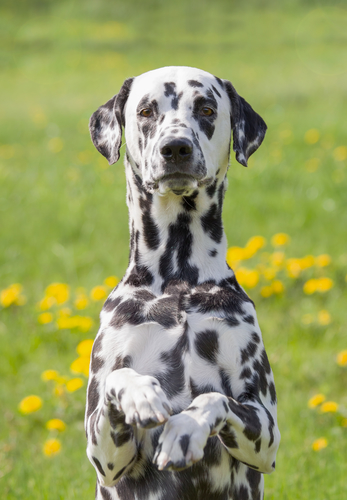  dalmatian dog -אילוף מקצועי למשמעת-LADOG