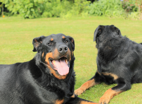 french sheepdog beauceron-.אילוף למשמעת לכלבי רועה צרפתי.(בוסרון)- LADOG