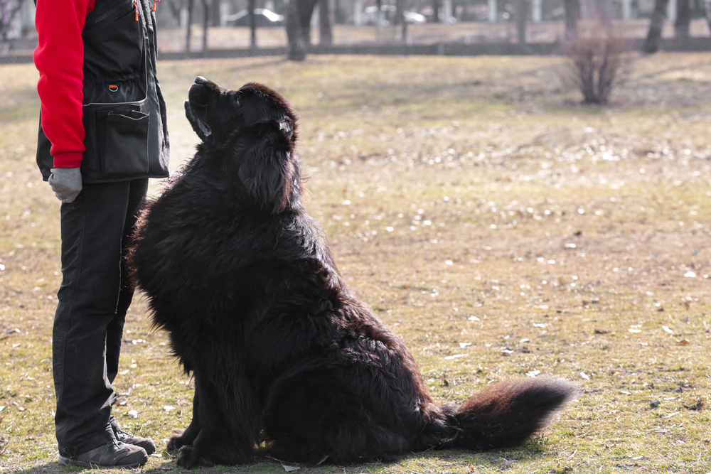 Newfoundland - LADOG