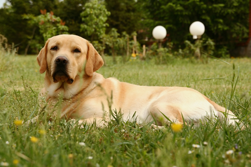 labrador retriever dog - אילוף מקיף לכלבי לברדור- LADOG 