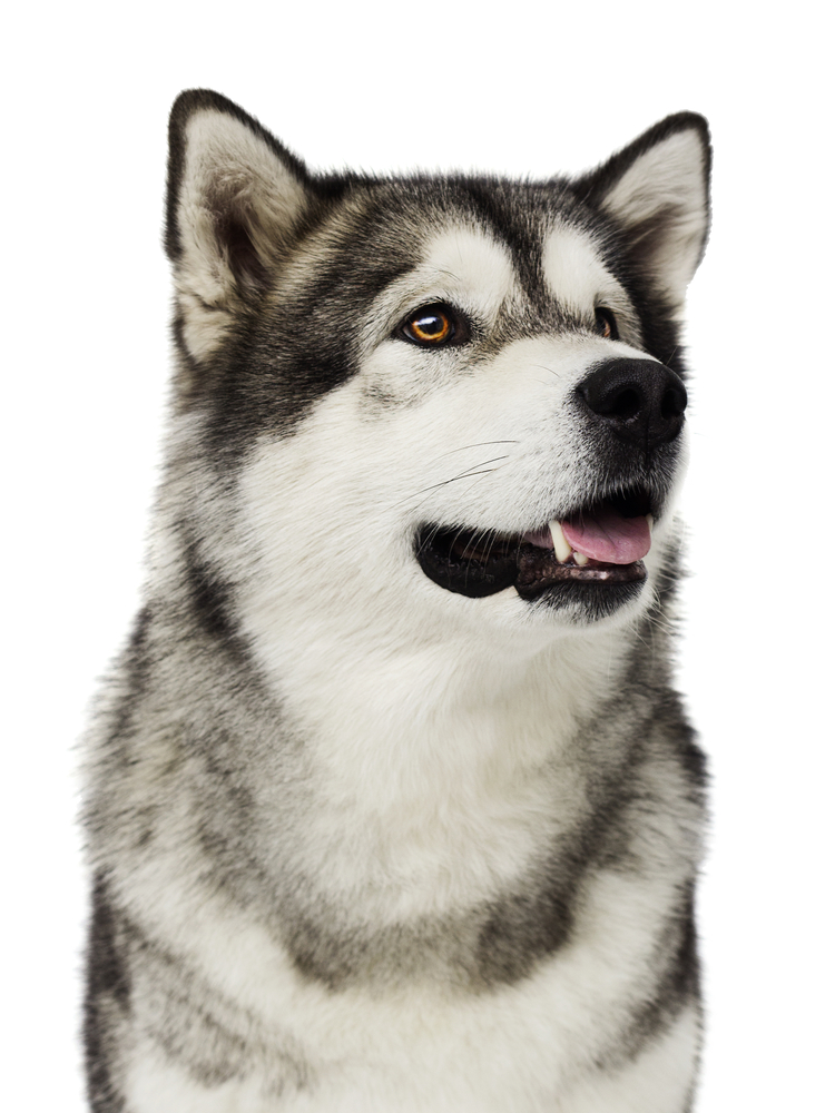 Alaskan Malamute - כלביית LADOG Alaskan Malamute - כלביית LADOG