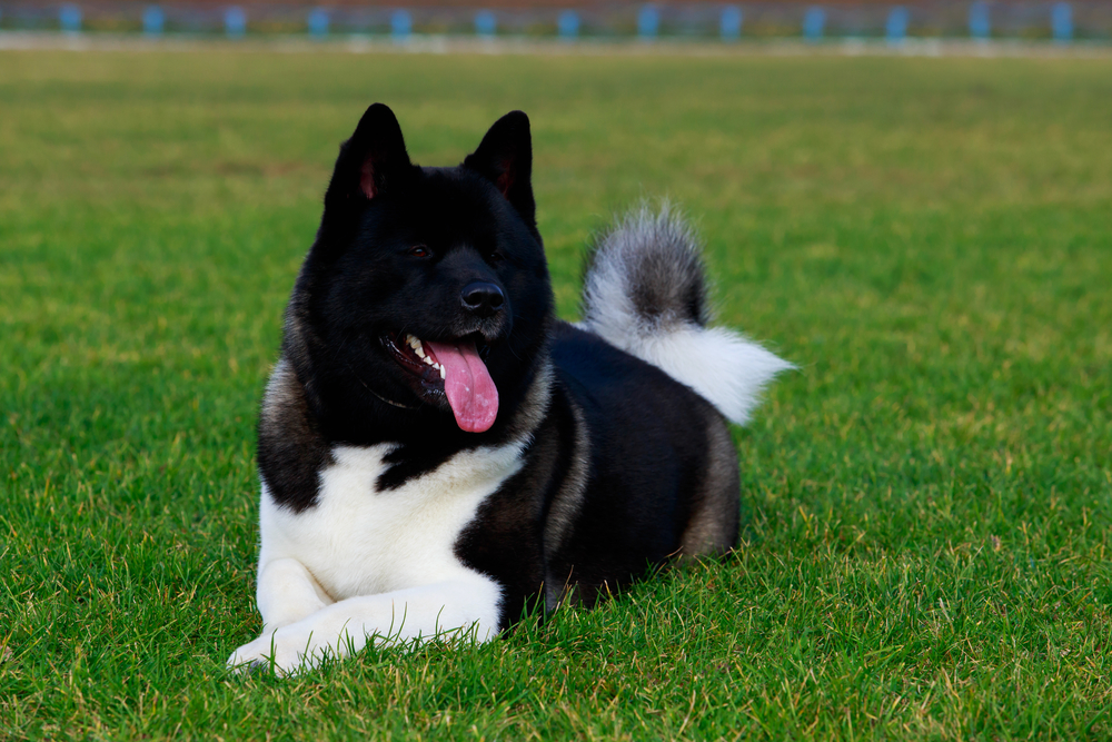 LADOG - American Akita 