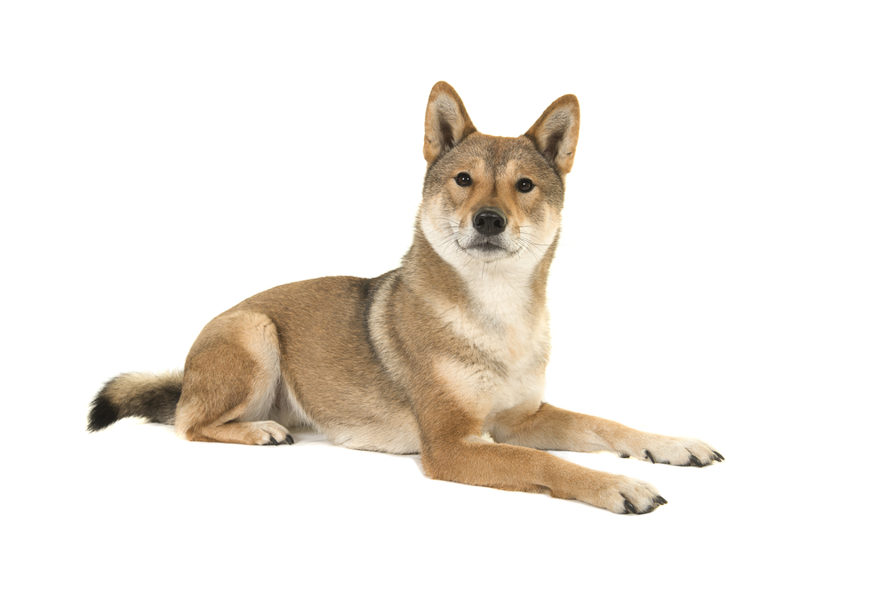 Skikoku dog - כלב צייד קשוח - LADOG - מרכז לאילוף כלבים