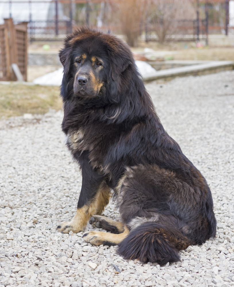 Tibetan Mastiff- בצבע שחור חום - LADOG