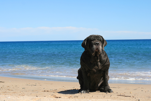 Neapolitan mastiff -אילוף למשמעת מתקדמת-LADOG