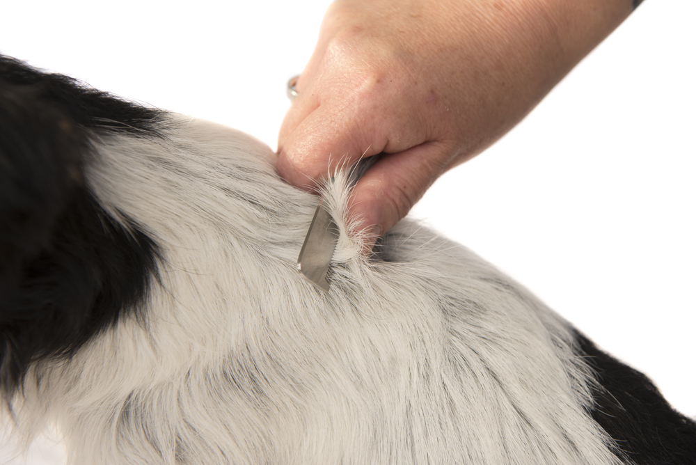 מריטה לכלבים - מומלץ כל חודש לכלבים עם פרווה זיפית 