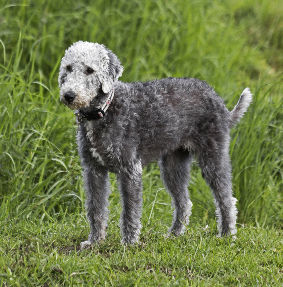Bedlington terrier standing - מרכז לאילוף כלבים - LADOG