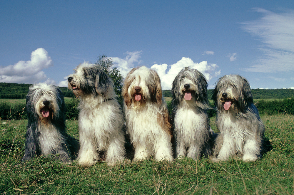 Bearded Collie Dog -גזע הבירדד קולי יכול להופיע בכל הצבעים האלה. 