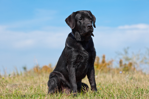 Black labrador retriever - לברדור שחור-LADOG