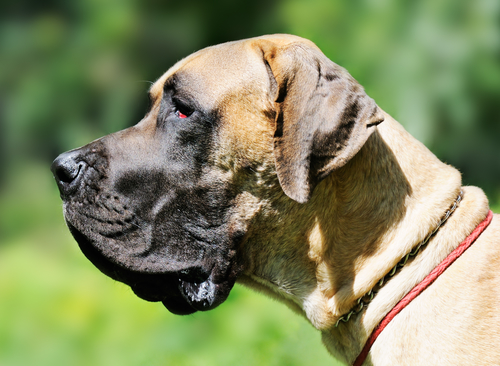 Great Dane Dog -כלב דני ענק חום-LADOG