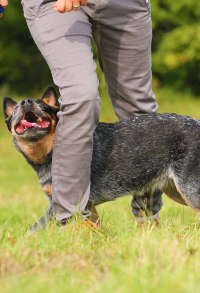 כלב בקר אוסטרלי מתאים מאוד לטריקים באילוף - LADOG