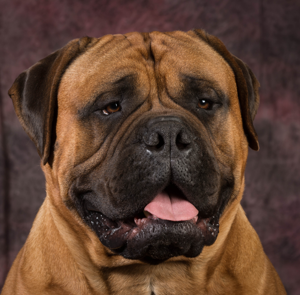 bullmastiff -LADOG- בול מסטיף זכר בוגר
