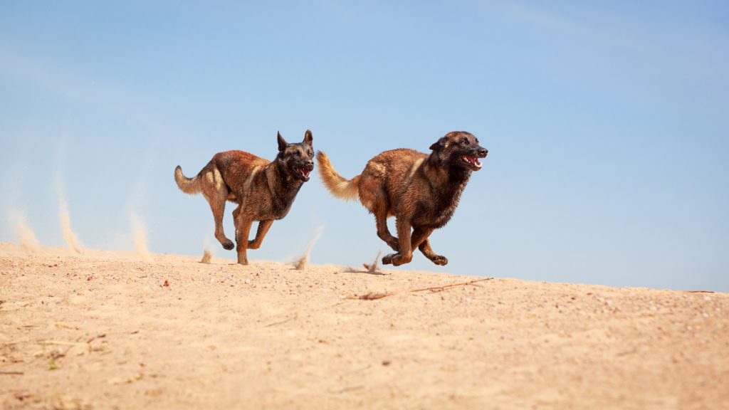 LADOG - Malinois Belgian Shepherd dog - אילוף כלבי מלינואה