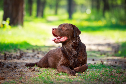 chocolate labrador retriever dog- לברדור שוקולד- LADOG