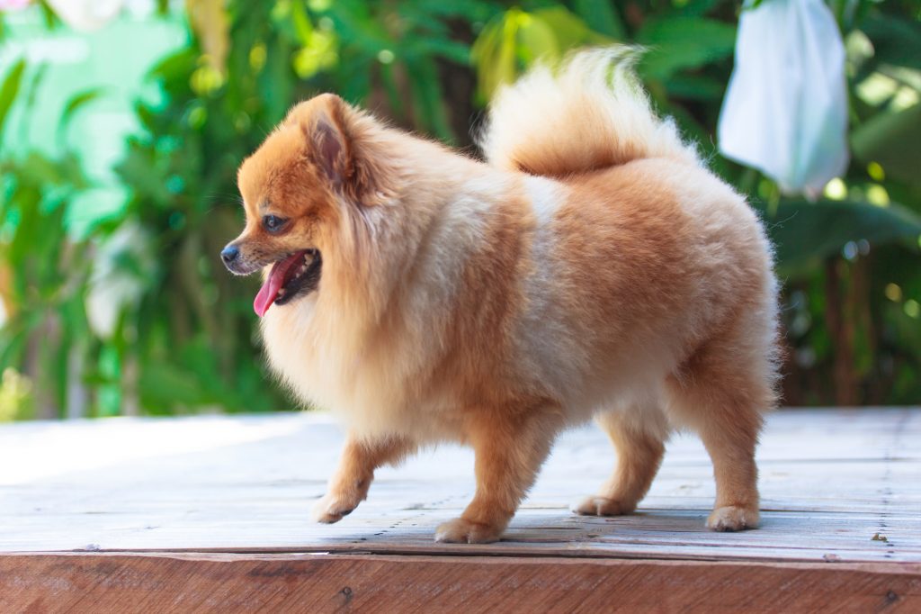 Pomeranian
