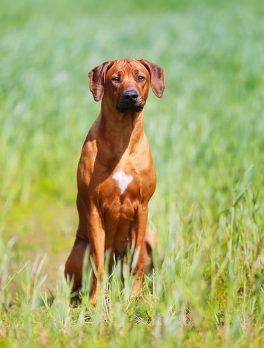 Rhodesian ridgeback dog קורס אילוף כלבים מקיף לכלבי ריצ'בק-LADOG