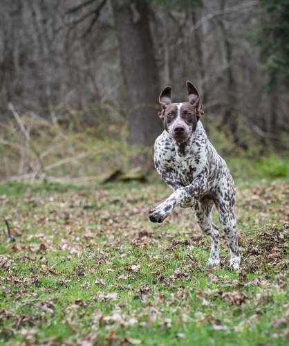 german shorthaired pointer - תנועה חופשית על בסיס יומי חשובה מאוד לפוינטר גרמני 