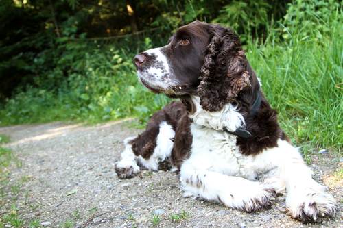 English Springer Spaniel-קורס אילוף לספרינגר ספניאל-LADOG