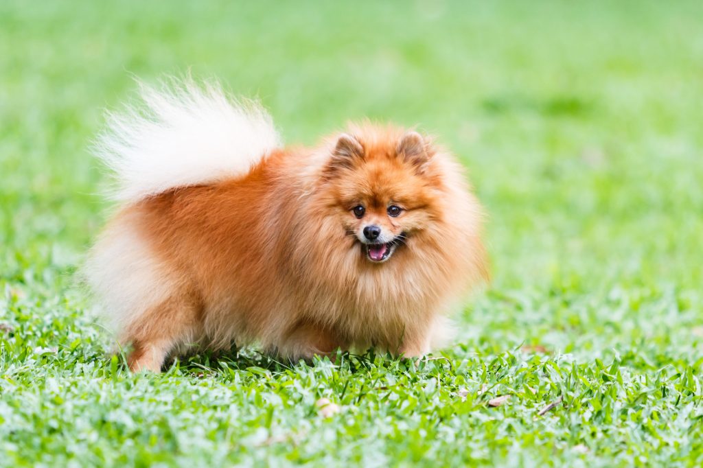 Pomeranian dog  