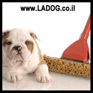 חינוך גורים לצרכים בקורס- LADOG
