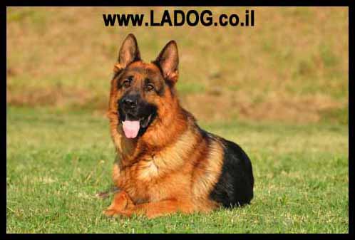 רועה גרמני קו תערוכה בגוון ג'ינג'י - LADOG