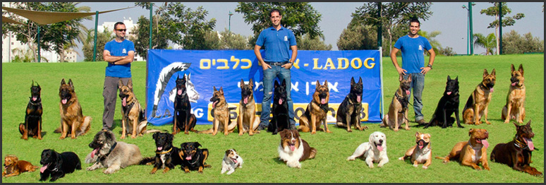 אילוף כלבים במרכז - LADOG -צוות המאלפים. מרכז מקצועי לאילוף כלבים - LADOG - צוות מאלפי כלבים מנוסה ומקצועי